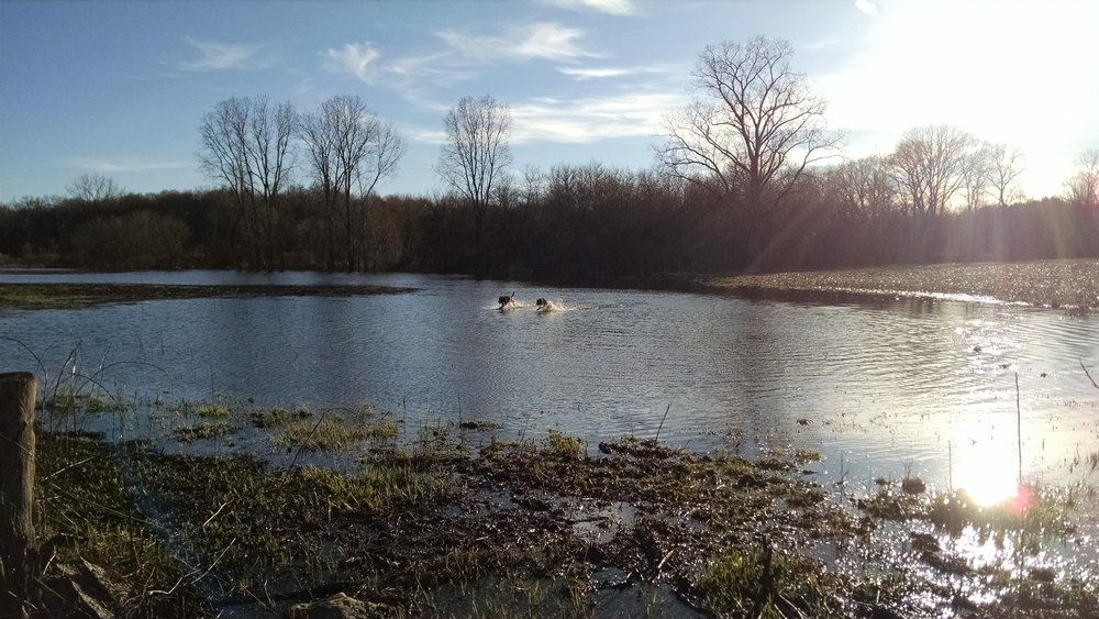 Wetland area